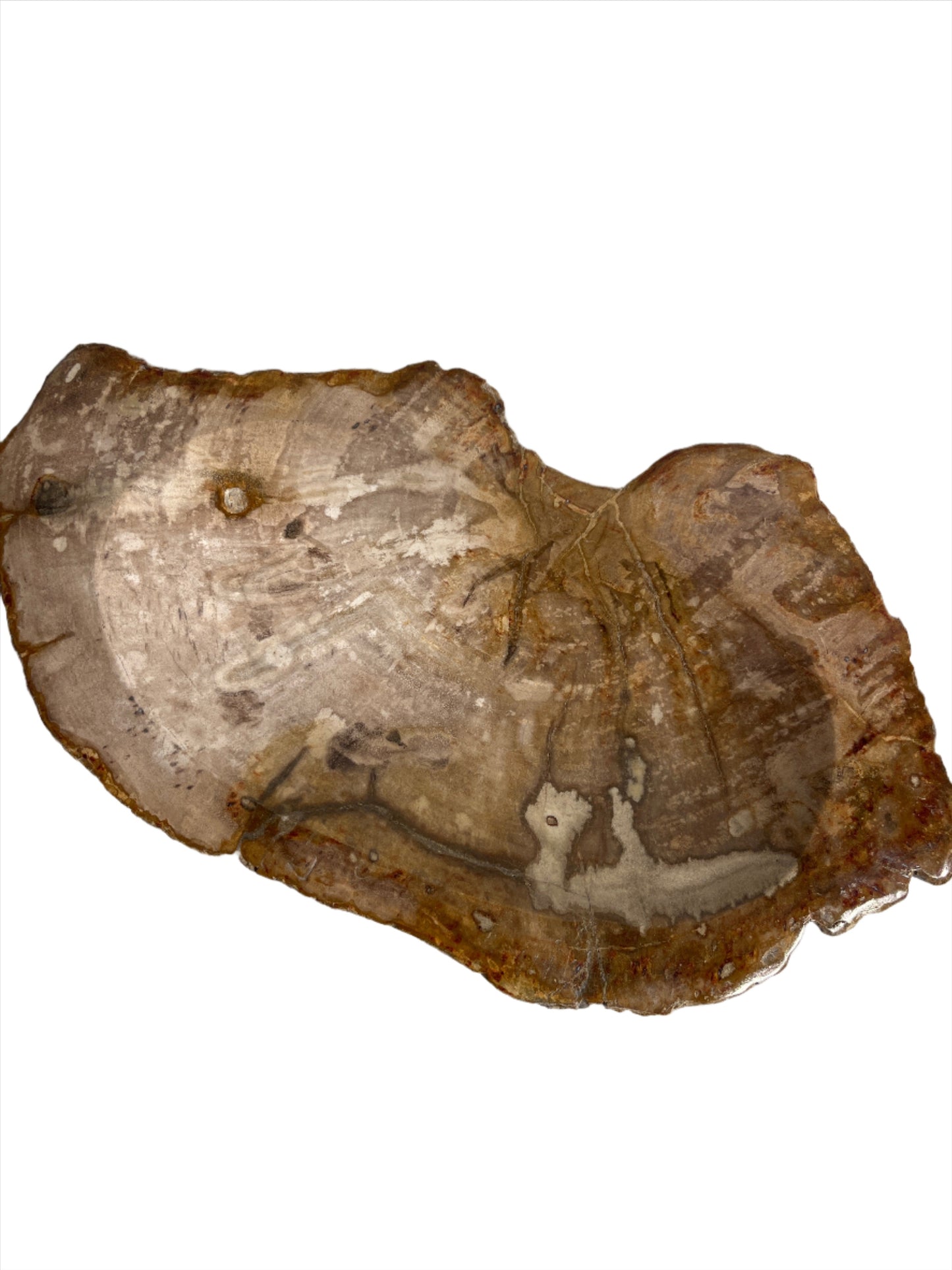 Bowl - Petrified Wood Dish