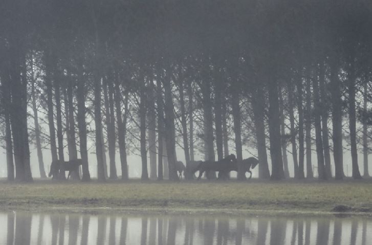 Art work - Bruma Horse Serie