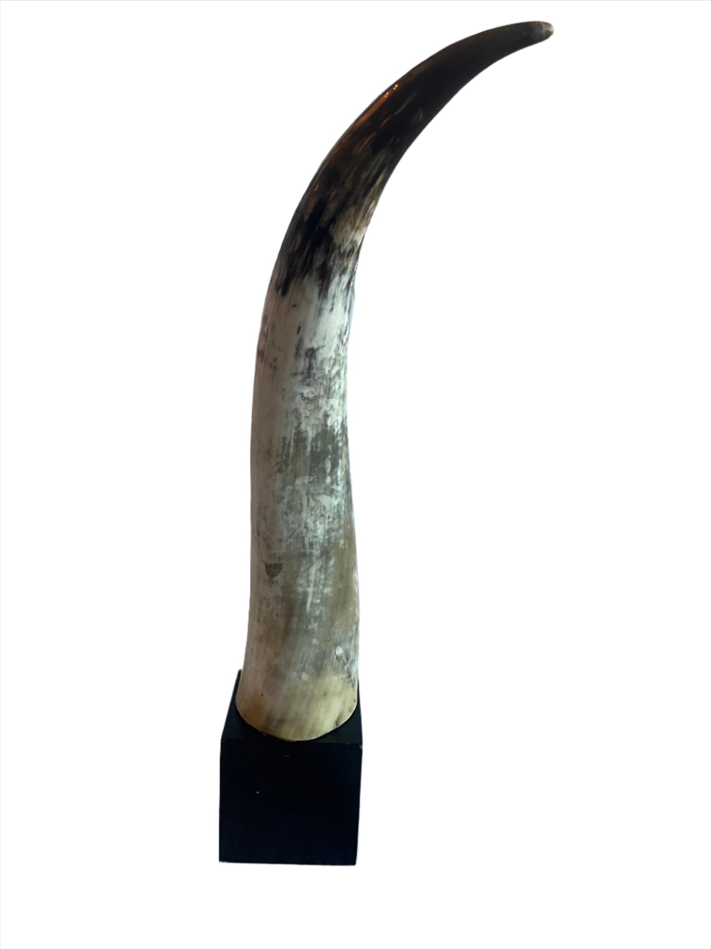 Decor- Tall Decorative Long Horn