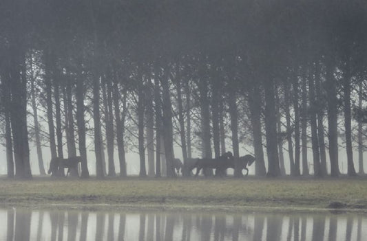 Art work - Bruma Horse Serie