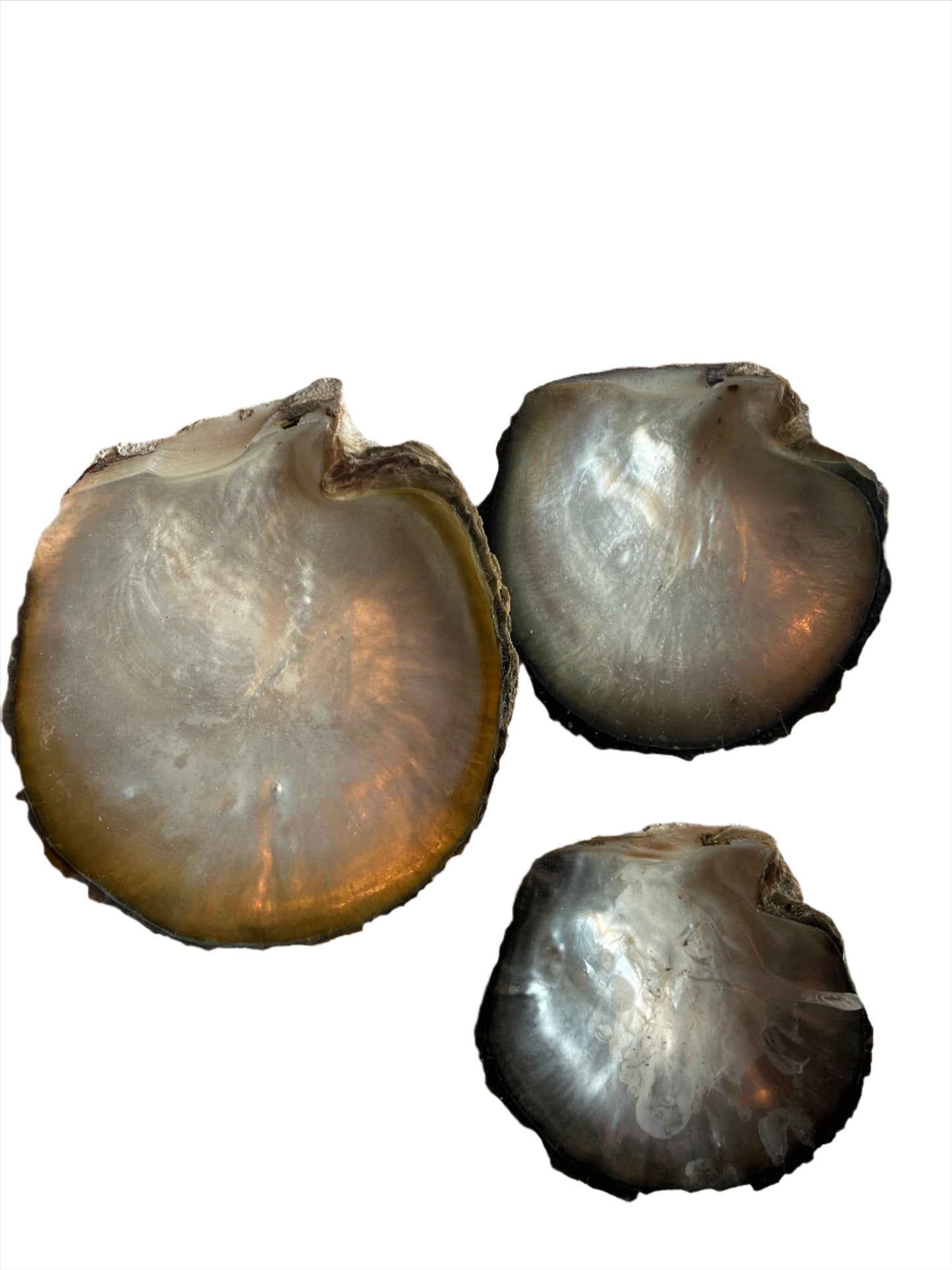 Tealight Holders-Peral Shell Tealight Holders