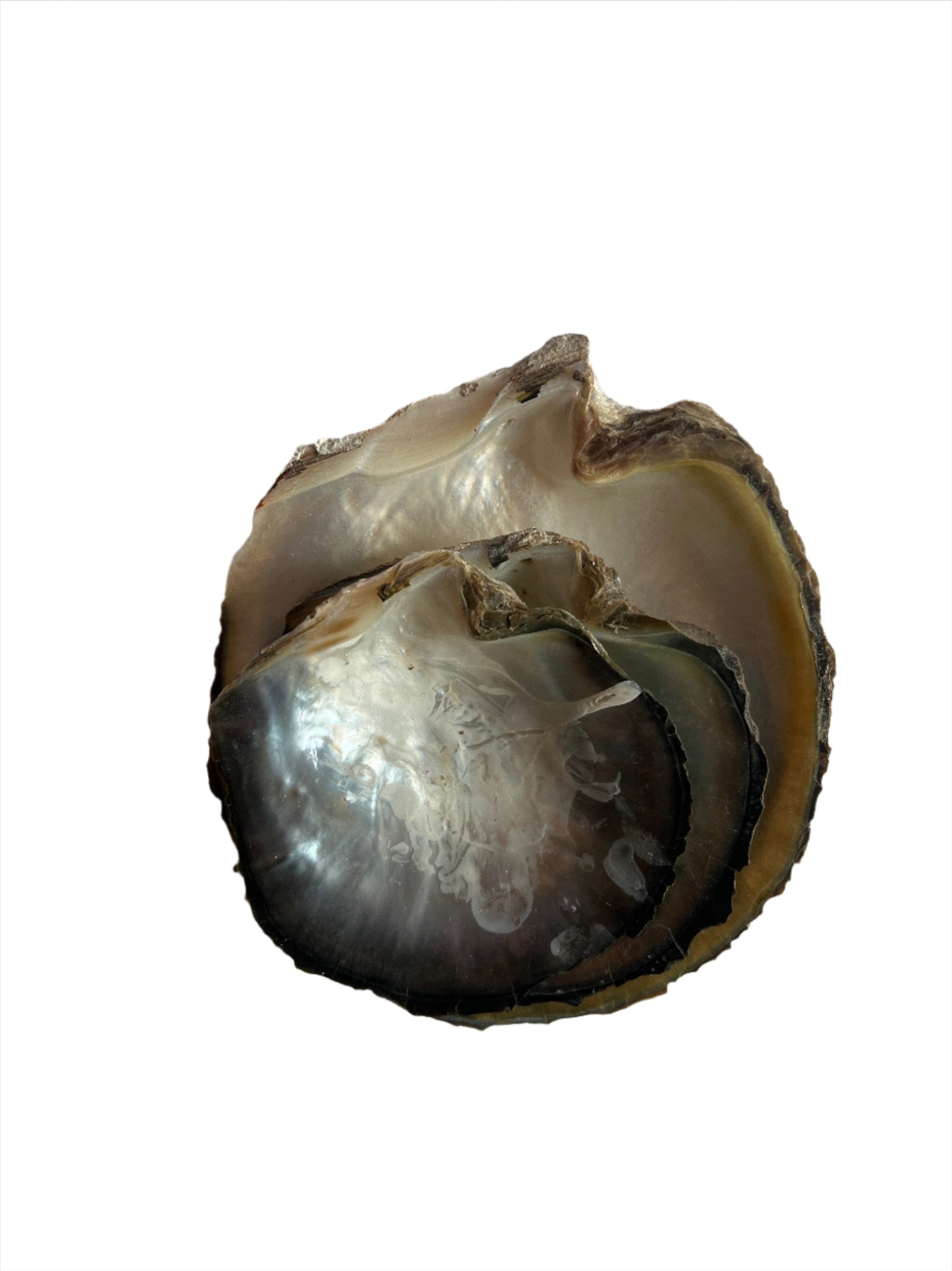 Tealight Holders-Peral Shell Tealight Holders