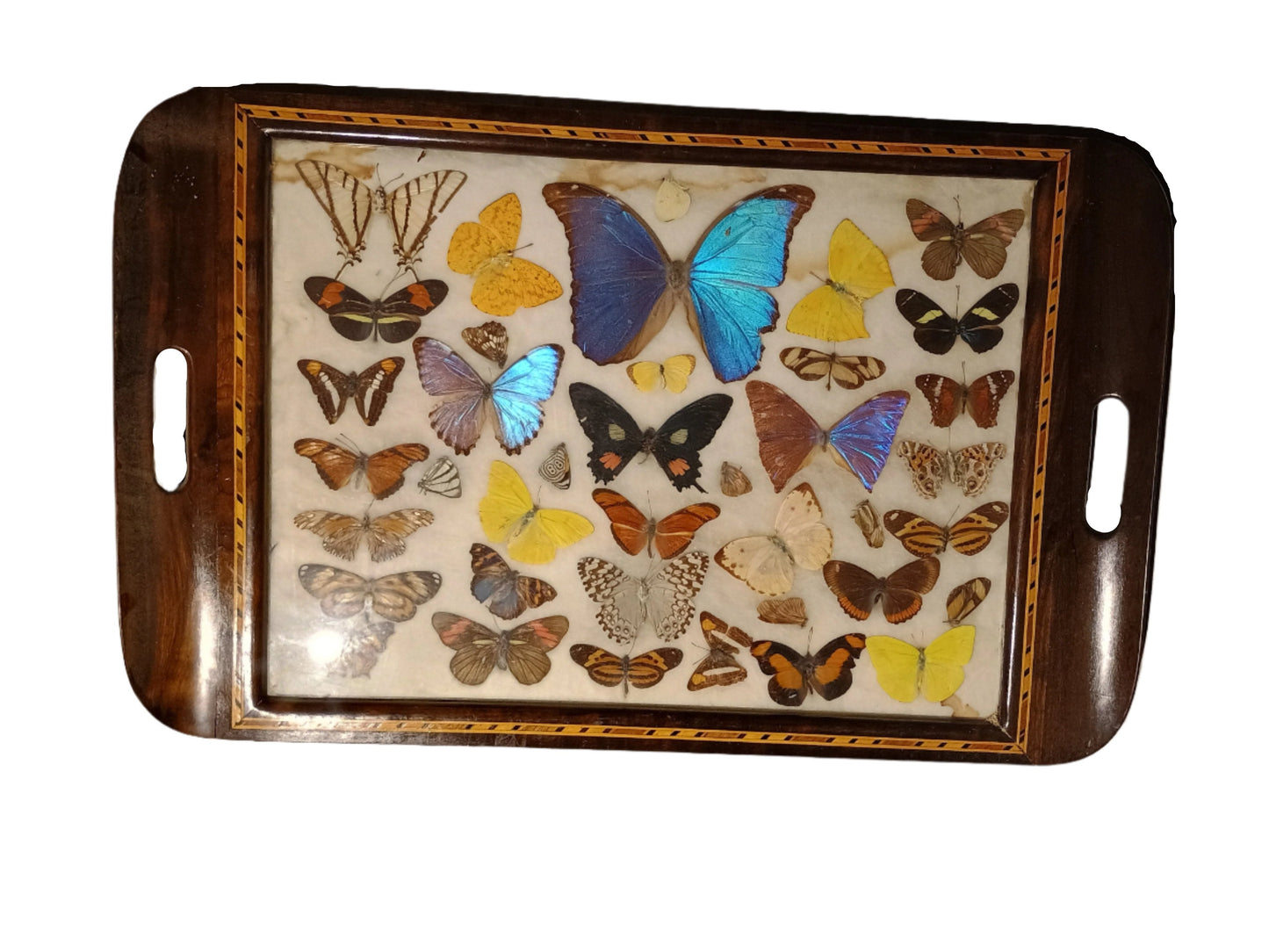 Tray - Vintage Pressed Butterfly Tray