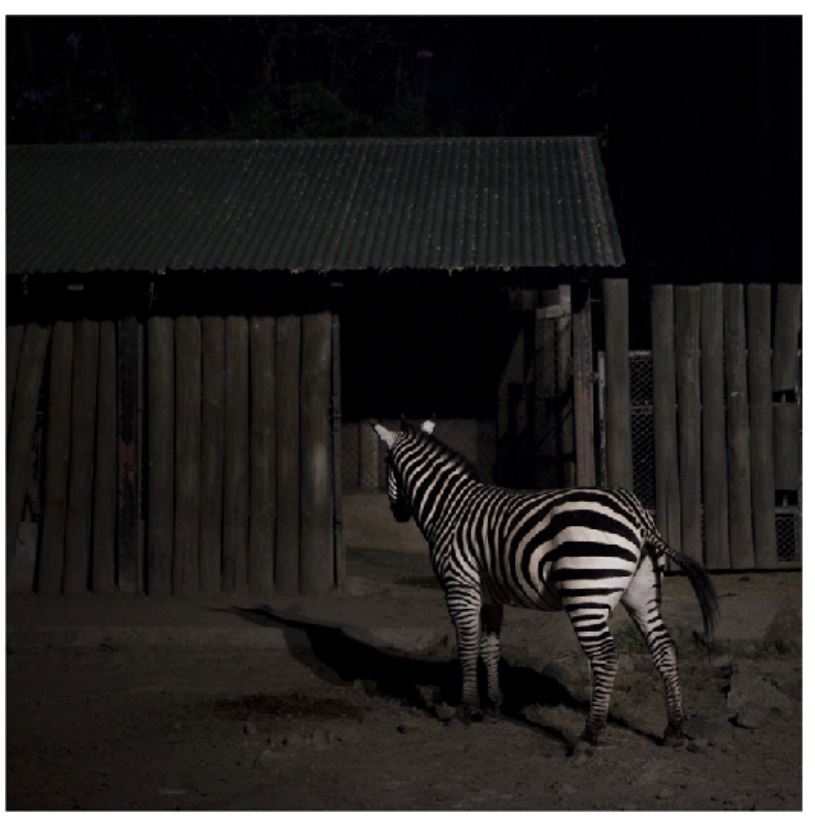 Art work - Zebra Photo