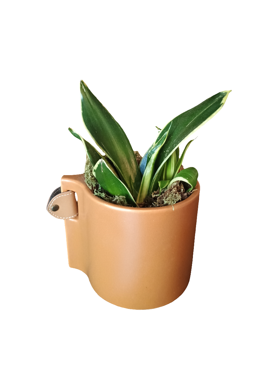 Planter - Terracotta Planter